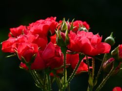 Rood eigenhuis Schilderplan